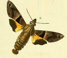 Macroglossum heliophila