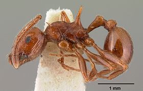 Pristomyrmex bispinosus