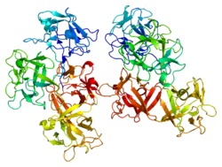 Protein FSCN1 PDB 1dfc.png
