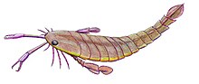 Miniatura para Pterygotus