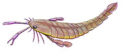 Реконструкція Pterygotus