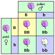 A Punnett square depicting a cross between two pea plants heterozygous for purple (B) and white (b) blossoms.