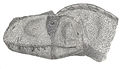 Rajasaurus'head