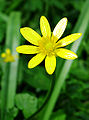 Lesser celandine flower closeup