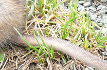 A closeup of a rat tail Ratt tail detail.jpg