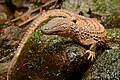 Lanthanotidae (Earless monitor lizard Lanthanotus borneensis)