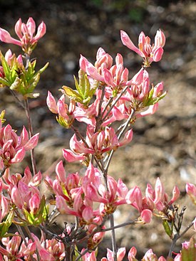 Rhododendron roseum