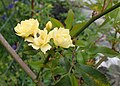 Rosa banksiae var. lutescens – plnokvětá forma