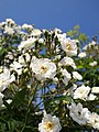 Rambling Rector (Hill 1910)