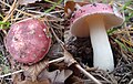 !Russula pseudointegra!