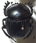 Miniatura para Scarabaeus laticollis