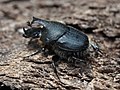 Miniatura para Onthophagus hecate