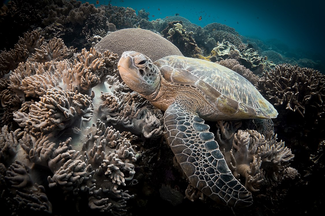 :File:Sea Turtle in Apo Island.jpg