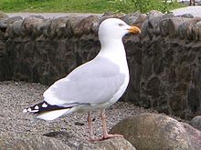 Relations sociales des Oiseaux dans OISEAUX 220px-Seagull1