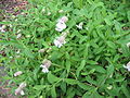 Silene uniflora - Habitus