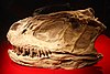 自貢恐龍博物館展出的永川龍的頭骨