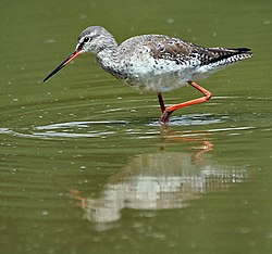 In Non-breeding plumage at Keoladeo National Park, Bharatpur, Rajasthan, India.