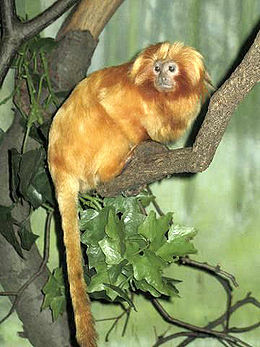 Auksaspalvė liūtbeždžionė (Leontopithecus rosalia)