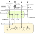 Miniatura per Receptor sensitiu