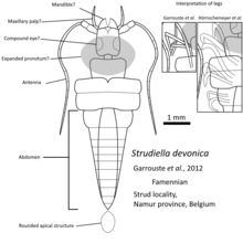 Reconstruction Strudiella devonica as a possible hexapod Strudiella interpretation.png