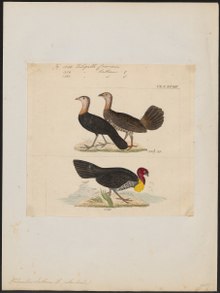 Talegallus cuvieri - 1820-1860 - Print - Iconographia Zoologica - Special Collections University of Amsterdam - UBA01 IZ16900141.tif