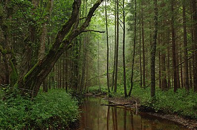 Tarvasjõgi, Kõrvemaa Nature Park, Estonia.