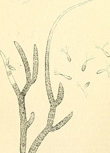 branches of Chaetophora elegans in the act of discharging ciliated zoospores, which are seen, as in motion, on the right