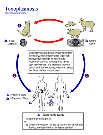 Lifecycle of Toxoplasma gondii Toxoplasma gondii Life cycle PHIL 3421 lores.png