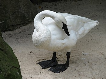 A Trumpeter Swan (Cygnus buccinator) in captiv...