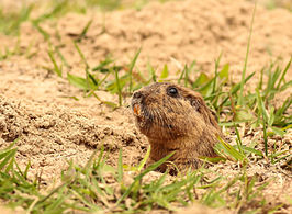 Ctenomys minutus