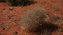 Файл: Tumbleweed in motion.webm