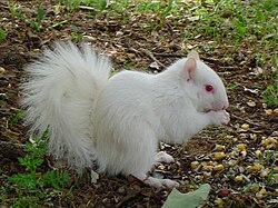 albinosquirrels Avatar