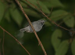 Hiirimuuranen (Myrmotherula unicolor)