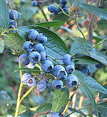 blueberries on the bush