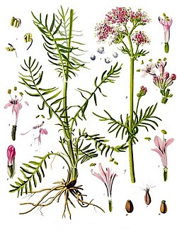 Valeriana officinalis - Köhler–s Medizinal-Pflanzen-143.jpg