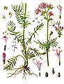 Илустрација на Valeriana officinalis од 19 век