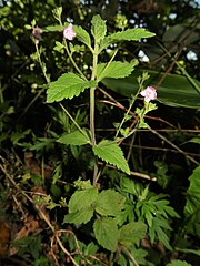 茎の上部の葉腋から細い総状花序を出し、上部が開いたU字型に対生して、多くの花をつける。