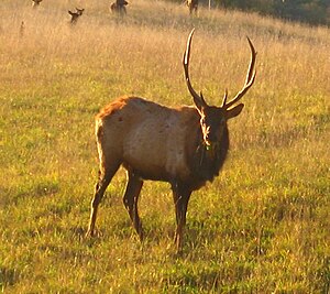 Male elk bull in Benezette Township, Elk Count...