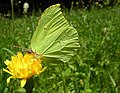 Zitronenfalter (Gonepteryx rhamni)