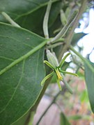 Bunga Daun Dendrophthoe pentandra di pohon mangga