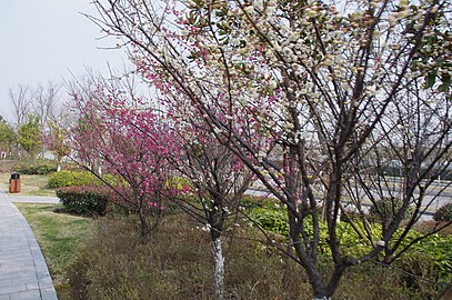 金匮公园的樱花