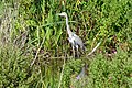 Reiger nabij Onderdijk