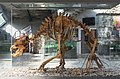 Cave bear skeleton inside the pavillon