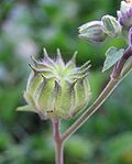 Miniatura para Abutilon theophrasti