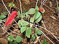 Acalypha chamaedrifolia