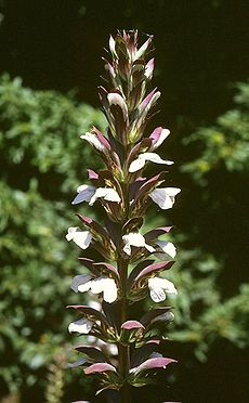 Acanthaceae