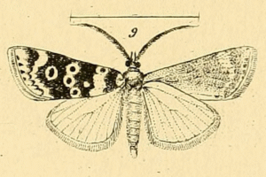 Aglossa ocellalis