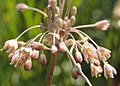 Allium paniculatum