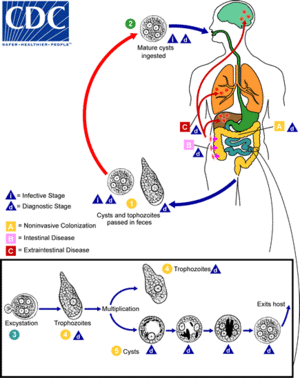 Амебиаз LifeCycle.gif