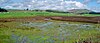 Pitkin Marsh lily habitat